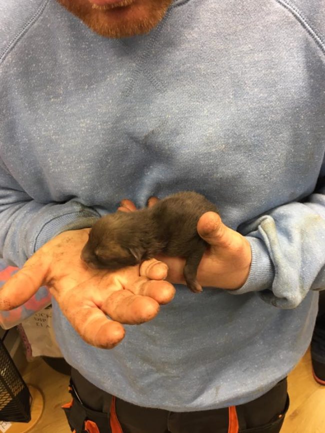 The photos even caught the eyes of Martin Hemmington, founder of the National Fox Welfare Society, who notified the man that the animals weren’t puppies, but actually fox cubs.