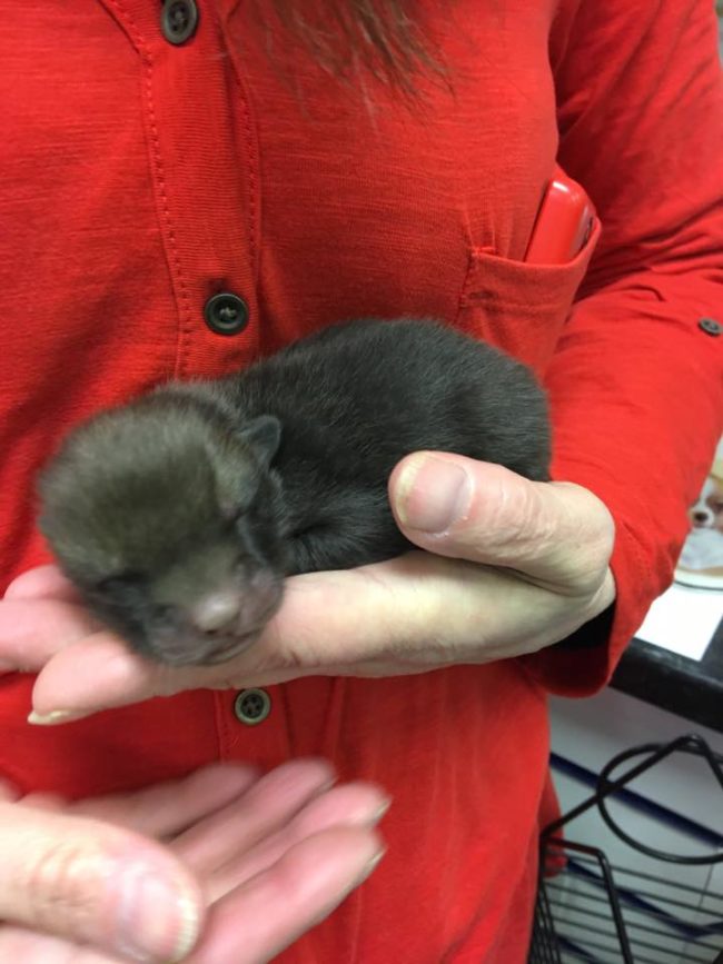 While returning to the very garden where the fox cubs had been found, Paul was very confident that rejecting the cubs’ pleas for milk would make them hungry, forcing them to cry out for their mother.