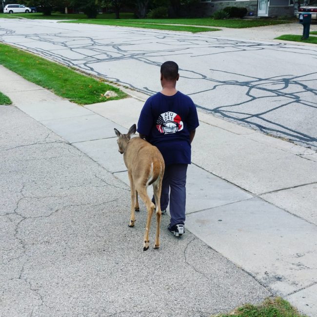 Every day before he left for school, the boy would guide the deer to different patches of grass to make sure she'd have something to eat.