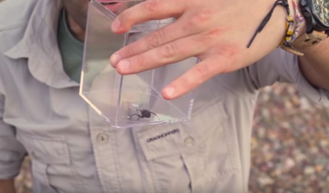 Being knowledgeable about this particular species, he wasn't concerned that her venom would kill him. Contrary to popular belief, they aren't actually very aggressive towards humans and most people recover from their bites in about a day with treatment.