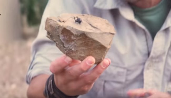 In the area surrounding his house, Peterson searched for a black widow and found one underneath a rock. He wanted to test whether she would bite him when held.