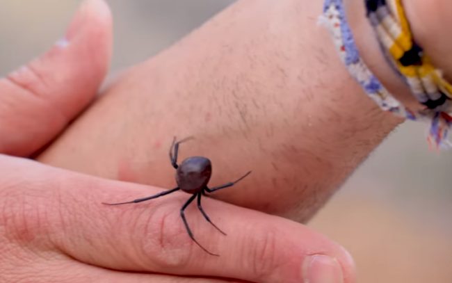 Their bites may not be as bad as people think...