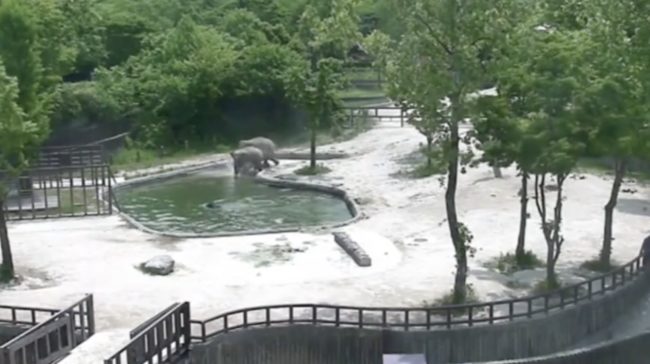 With the help of another adult elephant, the pair went charging into the water after the drowning calf.