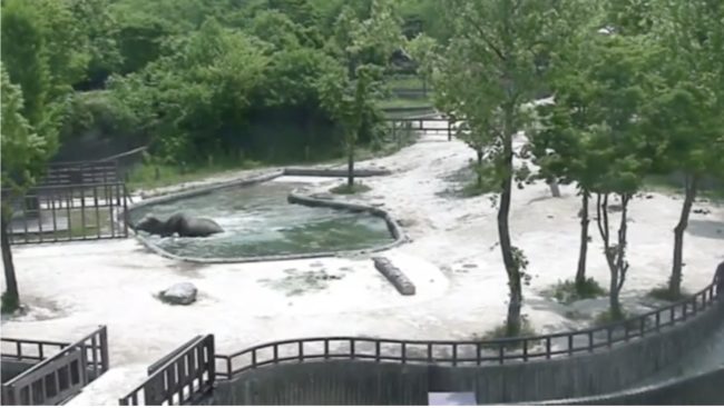 Standing on either side of the struggling baby, the two adult elephants did everything they could to usher the little one to safety.