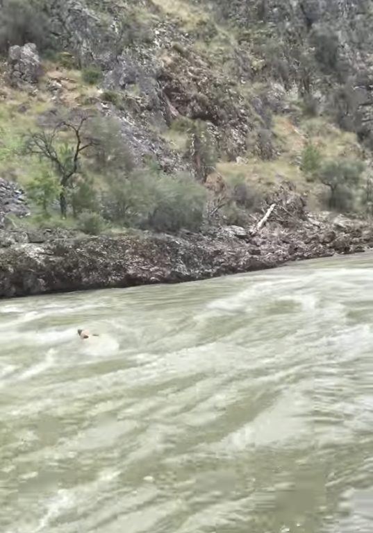 Here you can see the cinnamon bear struggling to stay afloat.