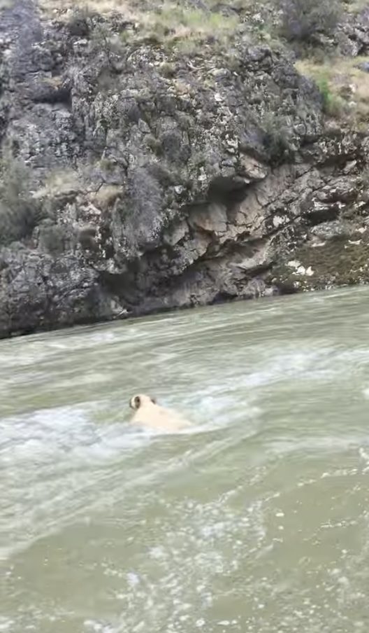 The poor critter had gotten itself trapped in the water&rsquo;s reverse current and was growing more exhausted by the second.