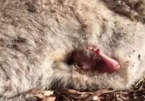 When a female kangaroo was killed, rescuers noticed a tiny hand and arm reaching up from out of her pouch. This orphaned baby would have been too small to live on its own.