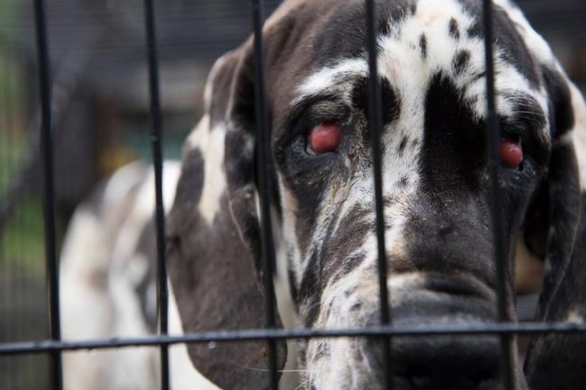 Some of the Great Danes also had medical issues common among the breed that had not been treated, like these swollen eyes. 