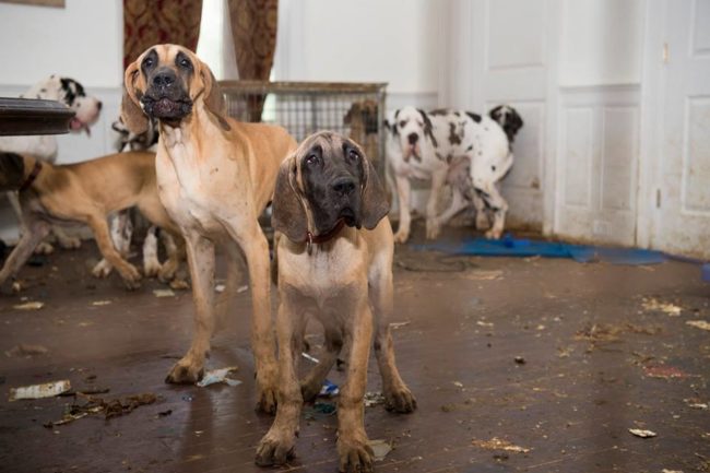 The floor was covered with feces and urine so thick that the dogs found there were sliding around in it. 