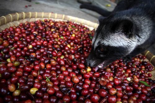 Civets enjoy coffee berries, which grow abundantly in their territories. They often eat many coffee berries at a time, resulting in feces that carries the seeds. Do you see where this is going? 