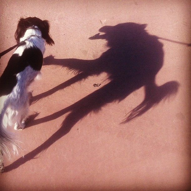 Something tells me this shadow's bark is worse than its bite.
