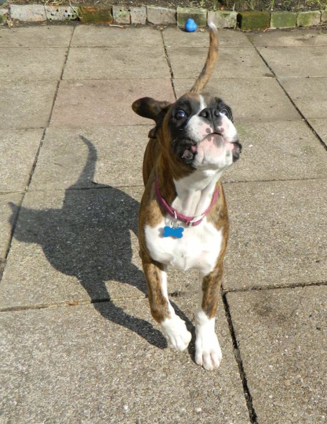 Cats and dogs are more alike than you might think.