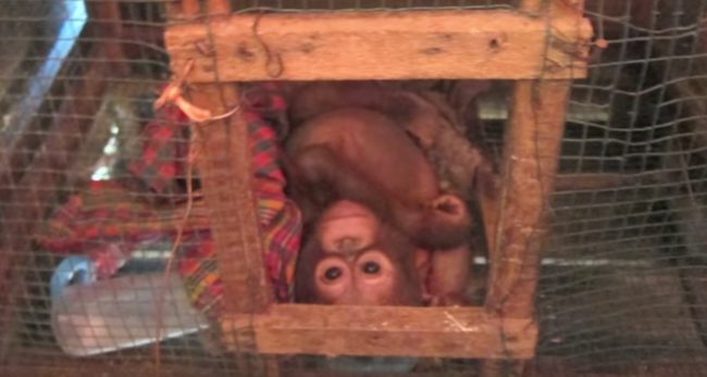 For the first year of his life, Budi lived in a small chicken cage and was fed only condensed milk. He was found there in extremely critical condition in December 2014.