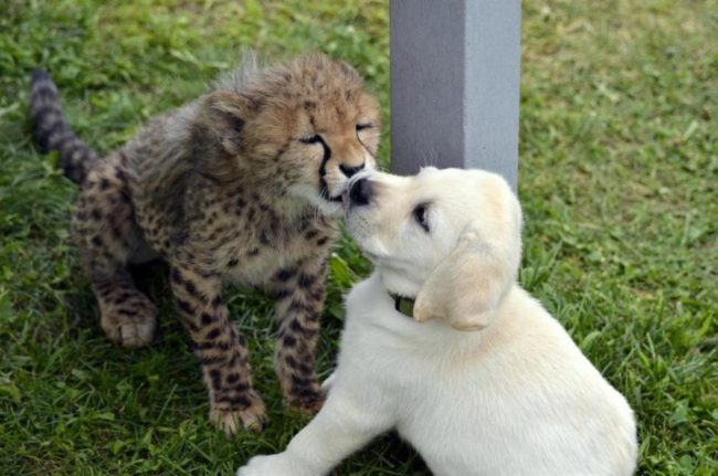 When cheetah cubs are a few months old, they first get to meet their new best friends through a fence, then on leashes if they get along well. 