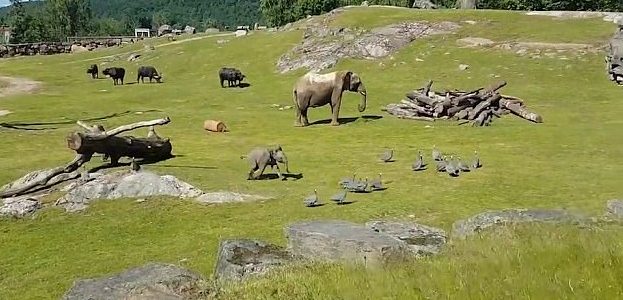 The little guy wanted to have some harmless fun chasing the birds. He was doing a pretty good job herding them around, too. 