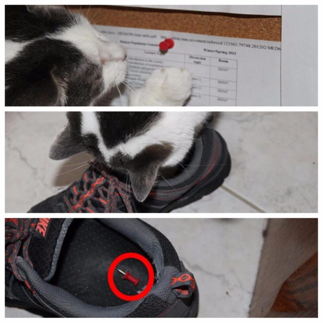 "I've been finding thumb tacks in my shoes lately and I couldn't figure out which cat was doing it. Needless to say, the door to my office will be remaining closed from now on."