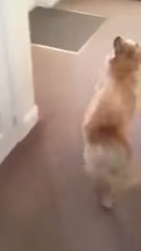 As soon as he was set loose inside, he started looking everywhere for what was hiding nearby.