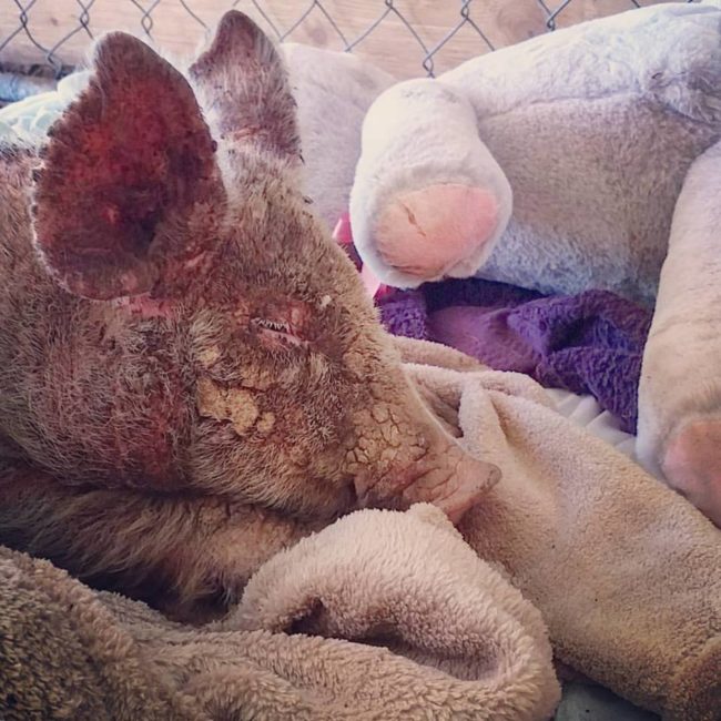 “She had an incredibly severe case of sarcoptic mange, which is one of the most severe types of mange you can get,” Sale said. “If it’s not treated, it can be fatal.” She believes this was caused by the pig she later named Cherry Blossom being kept in a filthy, overcrowded environment.