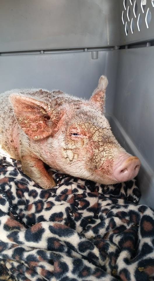 But despite Cherry Blossom's suffering, she still sought comfort from the people taking care of her. Sale says that "even though she was in so much pain, she’d snuggle up and want us to rub her belly. She’s just a testimony for how forgiving and loving animals are.”