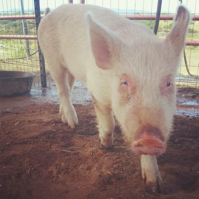 After two months of treatment and a lot of love, she didn't even look like the same pig!