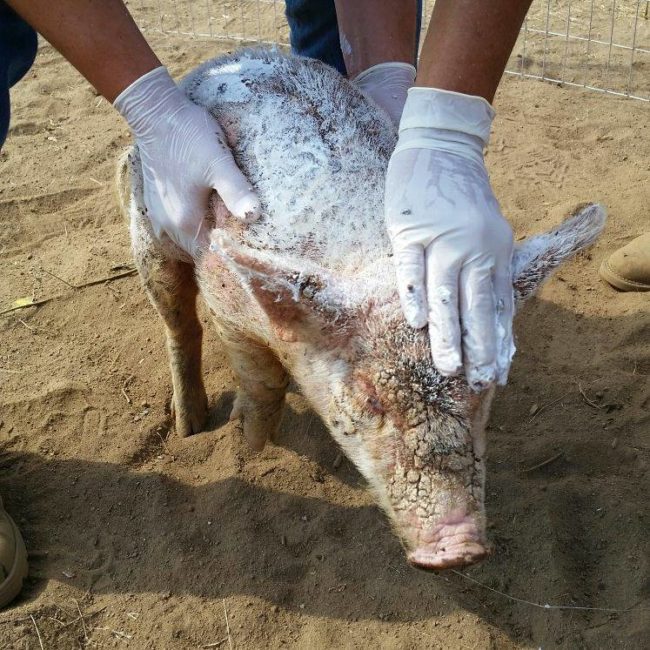 With cream rubs and laser light therapy, this sweet girl found relief and slowly started getting better.