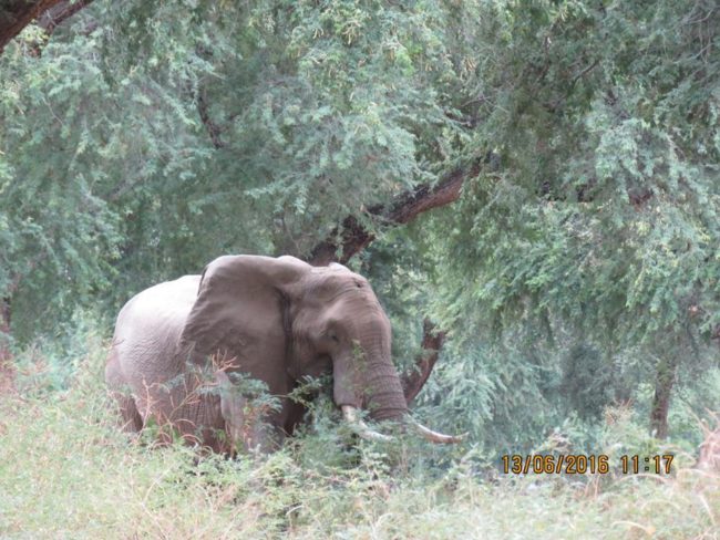 A large bull elephant they call "Pretty Boy" showed up and allowed them to start treatment. They wondered what the large mark in the center of his forehead was.