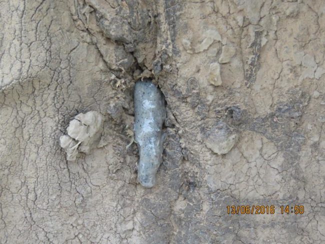 Grey pus began emerging from the hole in his forehead and vets had never seen anything like it before.