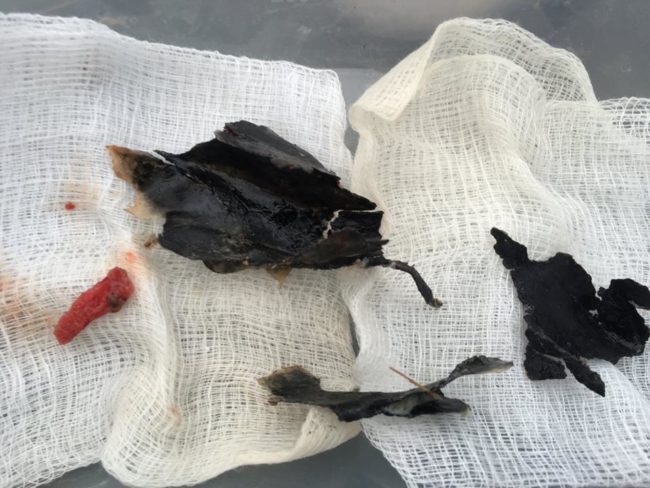 They removed necrotic bone fragments from inside Pretty Boy's sinuses.