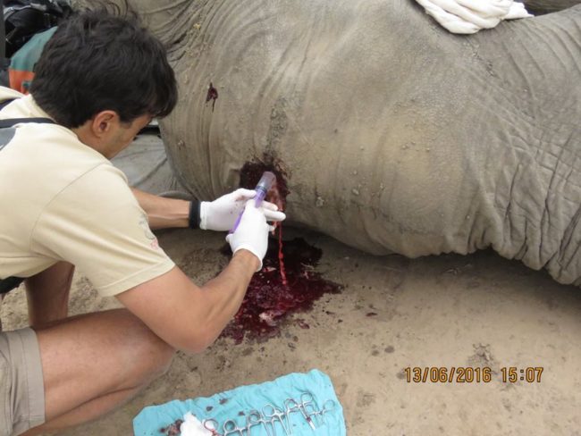 After the fragments were removed, they were finally able to flush out the wound and clean it completely.