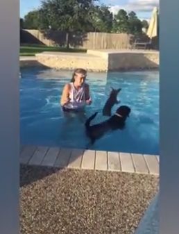 ...Sadie launched herself off the edge and landed perfectly on the black Lab's back!