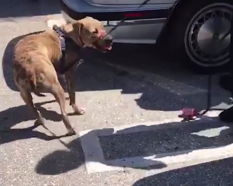 The pup turned out to be okay after they got him out, but he could have very easily suffered a terrible death without their help.