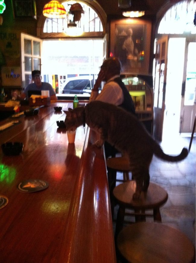 This bar is happy to provide its feline patrons with milk shots on demand.