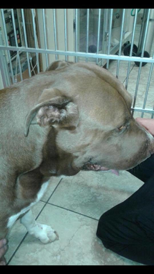 This sweetheart was on a walk with his dad when he heard a child scream and took off to find him. When his dad caught up with him, he saw Hurley grab a copperhead snake away from the boy and start flinging it around, eventually killing it. The boy had stumbled across a whole nest of them.