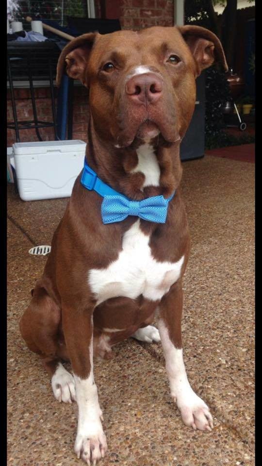 Thankfully, Hurley is doing fine now after a stay at an emergency vet.