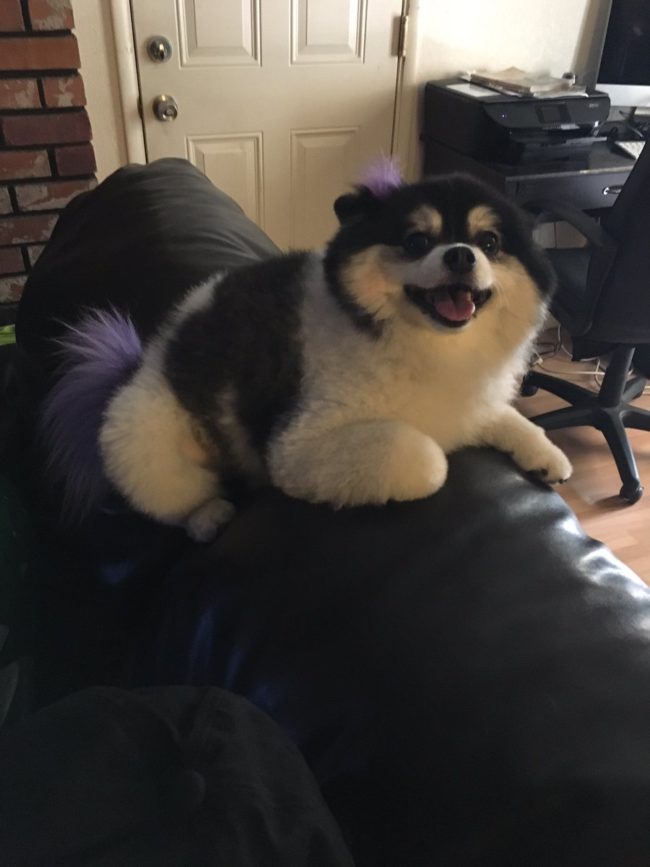 Though Tommy Rivers was only watching his aunt's dog, Pepper, for a day, she made sure that the dos and don'ts concerning her precious, spoiled pup were crystal clear. First, she let Tommy know (in case he wasn't already aware) that Pepper is the most beautiful girl in the world.