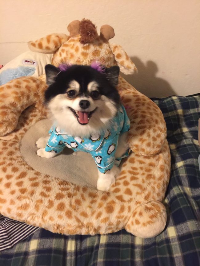 But perhaps the funniest parts of all were when she gave Tommy the warnings, "don't you hurt her" and even better, "don't you hate her 'cause you ain't her!" To be fair, she is a pretty fabulous pup.