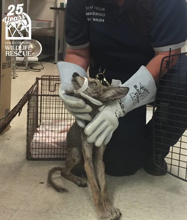After being transported to the Gold Country Wildlife Rescue, she was also found to be severely dehydrated.