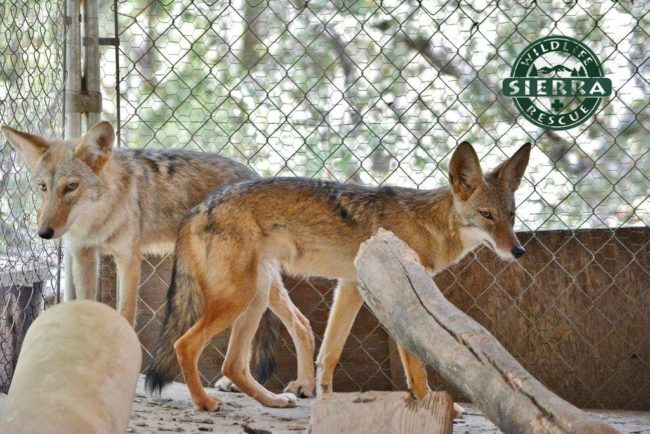 The three bonded very quickly, and in September 2016...