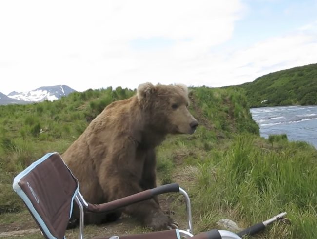 Most people would have freaked out and run away from the giant creature, but Hamilton could sense the bear meant him no harm.