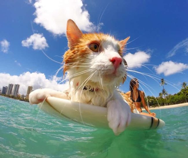 Anyone who says cats hate water clearly hasn't met this nugget!