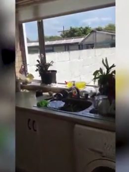 None of her cups, dishes, or plants were safe from the critter's wake of destruction.