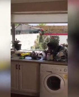 Fortunately, only one vase got smashed in the chaos, but it wasn't for lack of effort.