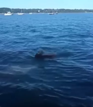When Storm swam closer to shore, Freeley realized he was dragging a baby deer with him. The poor thing had been drowning.