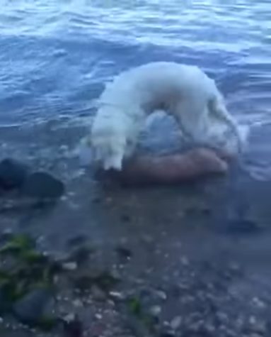 Once they reached land, the terrified fawn got up and started running away.