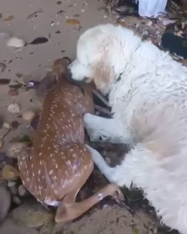 Storm followed, and when the baby collapsed from exhaustion, he kept nudging it to make sure it was okay.