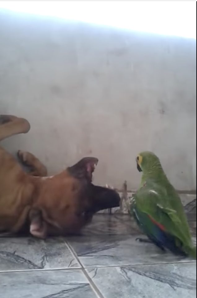 I have to give this dog a lot of credit for putting up with the parrot’s shenanigans.