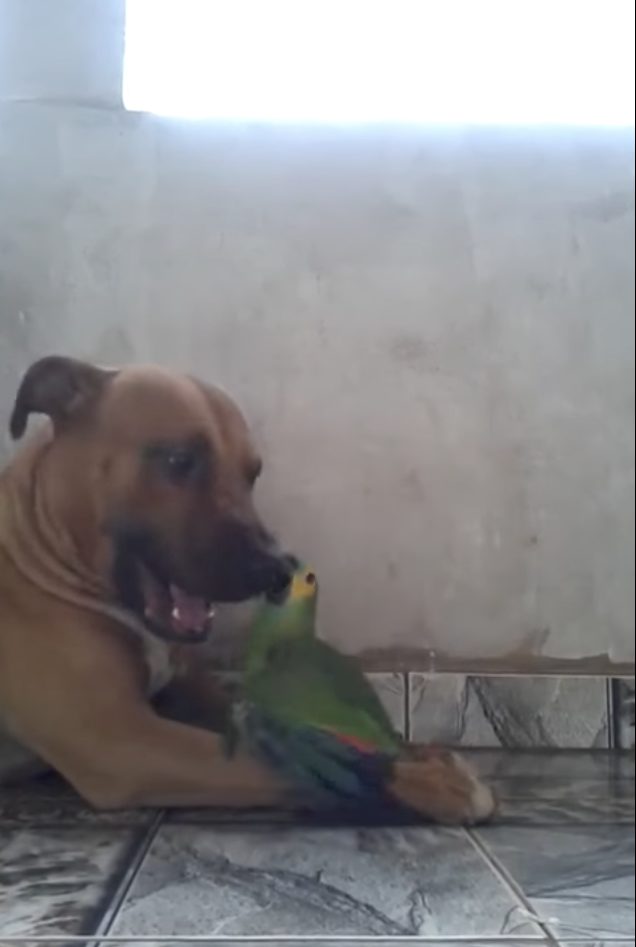 I can't tell if this is fun for them or horrible...?