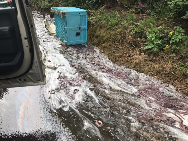 Hagfish are called slime eels due to the white slime they excrete while under stress. According to one witness, "It does not smell good." 