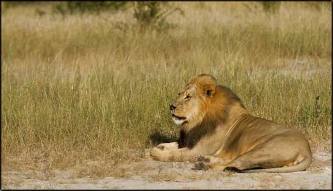 While it is uncertain who exactly shot Xanda, it is known that the hunt was led by Richard Cooke of RC Safaris.