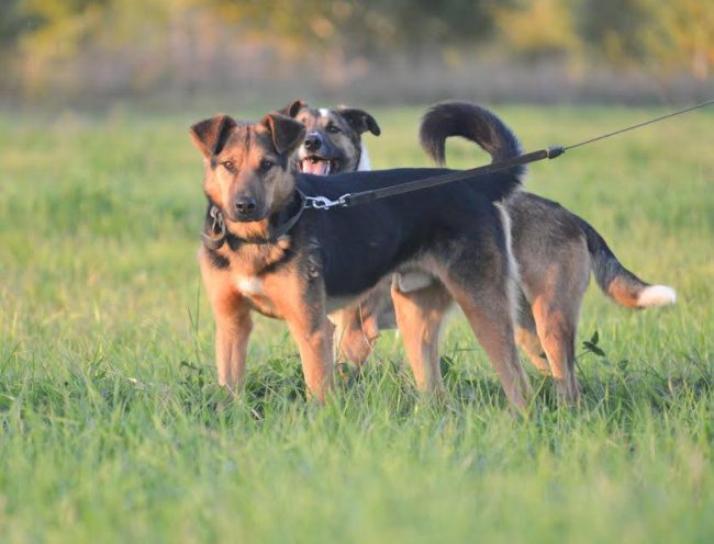 Both Dennis and Luke have been placed in the organization&rsquo;s foster-to-adopt program in hopes of finding them a new family. They deserve a forever home.